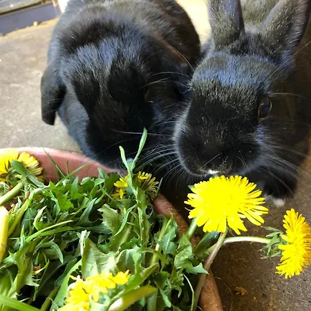 Wuebbold - 52nord 別荘