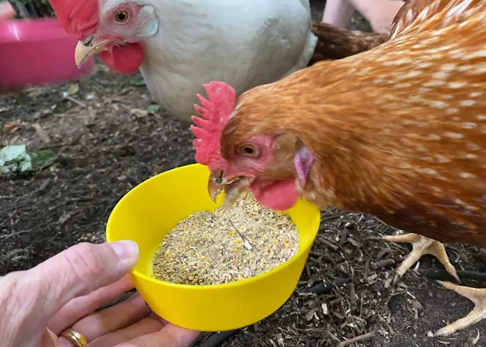 Casa de Férias Elas's Hof - 52nord Rieste