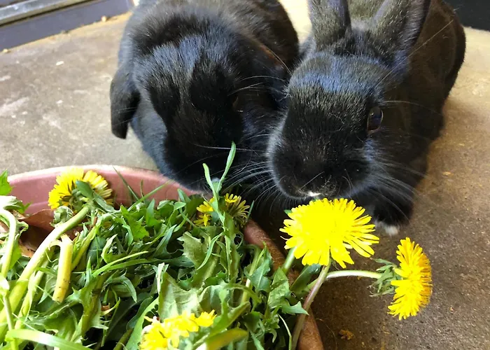 Elas's Hof - 52nord Casa de Férias